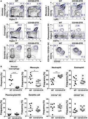 Transient Depletion of CD169+ Cells Contributes to Impaired Early Protection and Effector CD8+ T Cell Recruitment against Mucosal Respiratory Syncytial Virus Infection